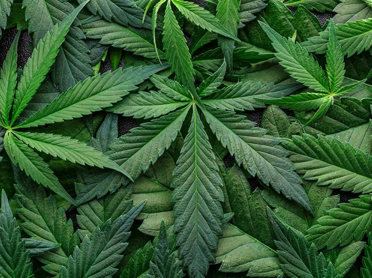 A note from Cannabis & Hemp Task Force Lead, Brian Applegarth