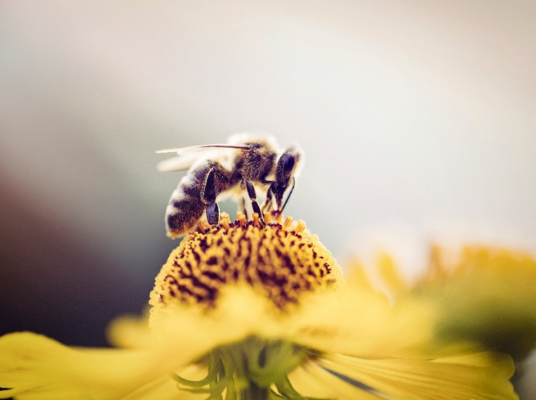 Bees, Wasps, and the Need for a Community Indicator